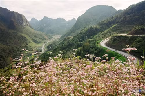 长期以来，同文环绕着山腰的弯弯曲曲之路途已吸引了不少摩托车骑行爱好者前来探索。如今，荞麦花盛开着美丽的花朵，点缀这里的风光，使每一条路更加魅力。图中为九圈山坡上的荞麦花田（图片来源：vnexpress.net）