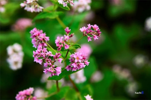 荞麦花生命力强，又耐寒耐旱，因此适合于同文岩石高原的天气。荞麦花即将谢落将从白色转为粉红色及深红色，这是该花种最美丽的时候。荞麦粒可以制作饼或酿酒。其被期待成为岩石高原地区旅游发展的因素（图片来源：vnexpress.net）
