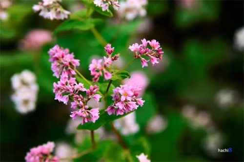 荞麦花生命力强，又耐寒耐旱，因此适合于同文岩石高原的天气。荞麦花即将谢落将从白色转为粉红色及深红色，这是该花种最美丽的时候。荞麦粒可以制作饼或酿酒。其被期待成为岩石高原地区旅游发展的因素（图片来源：vnexpress.net）