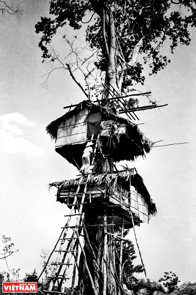 躲避野像屋（图片来源：越通社）