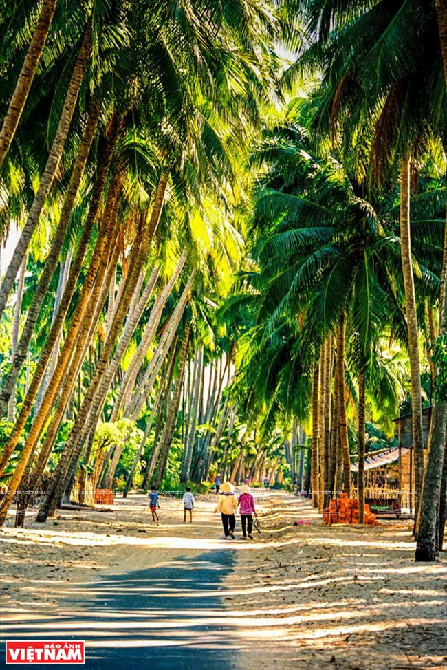 昔日潘切街道的椰子行道树（图片来源：越通社）