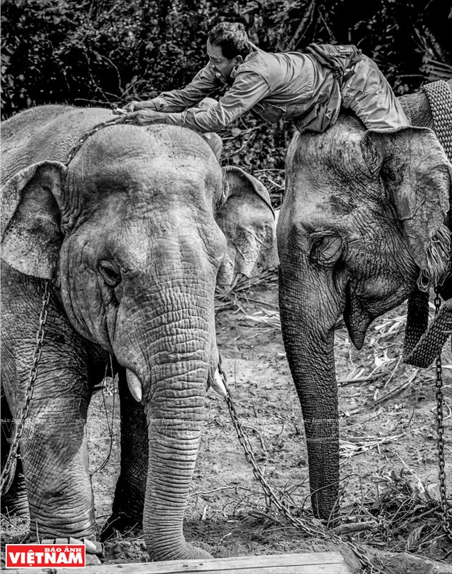 征服野像（图片来源：越通社）