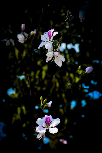 每年二、三月，冬去春来，气温回暖，正是羊蹄甲花绽放的时候。越通社记者 武文勇 摄