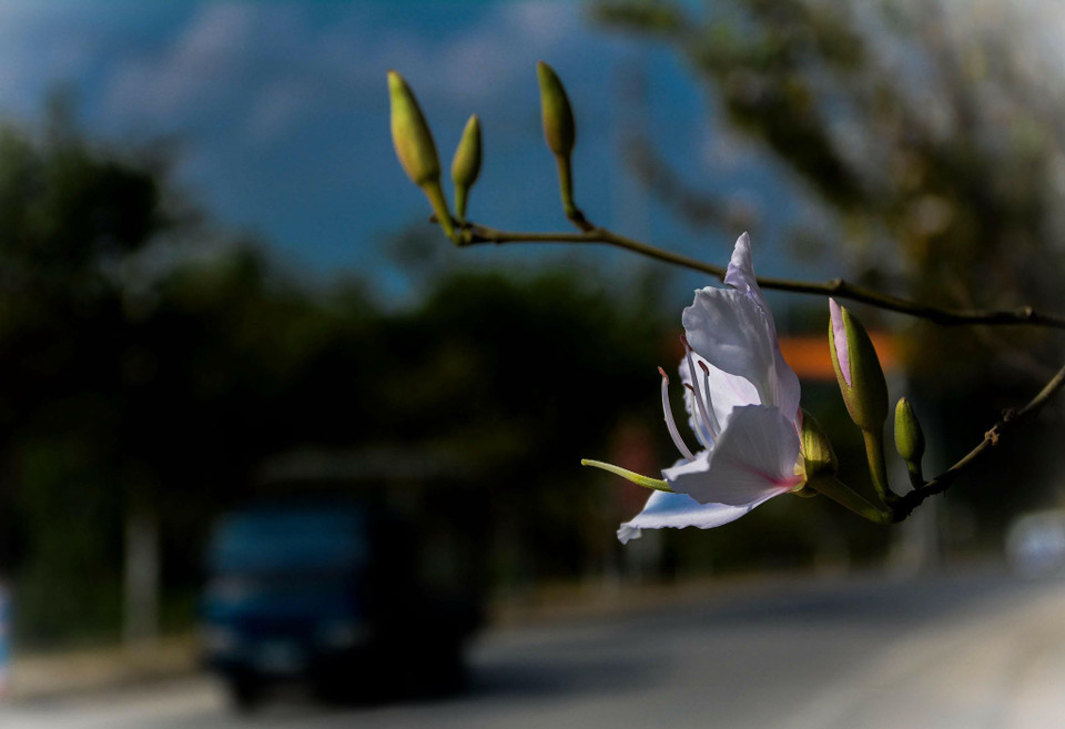 每年二、三月，冬去春来，气温回暖，正是羊蹄甲花绽放的时候。越通社记者 武文勇 摄