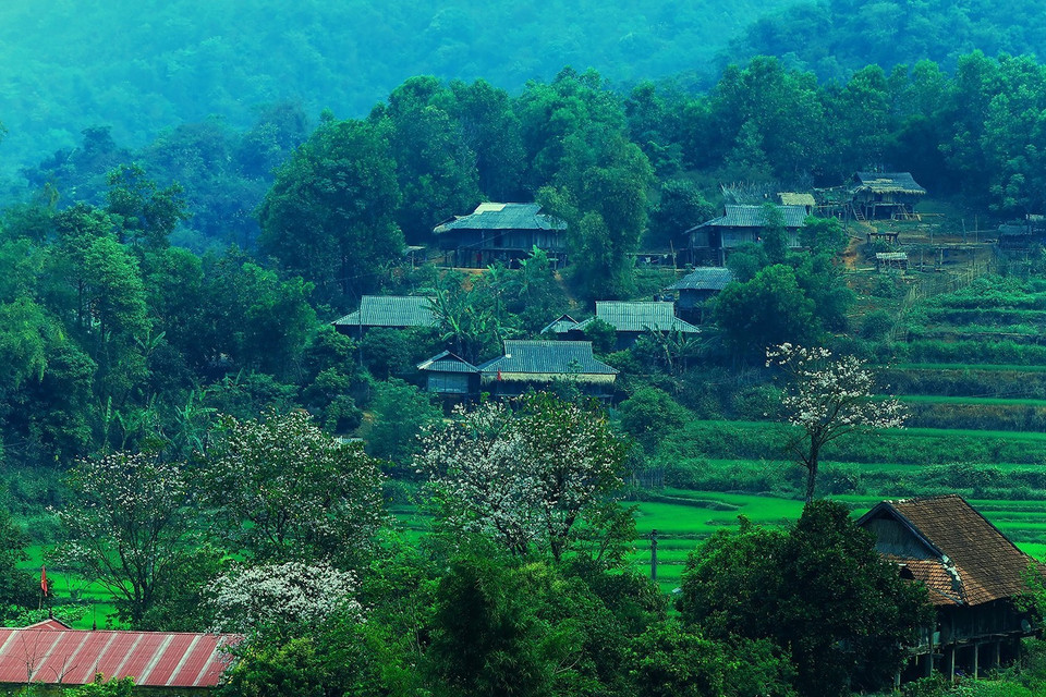  羊蹄甲花节是越南西北地区文化之美。越通社记者 潘俊英 摄