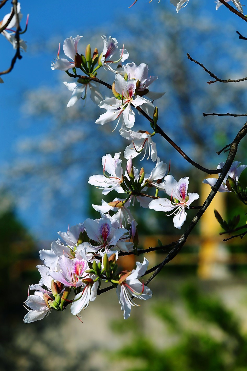 洁白的羊蹄甲花在阳光下争奇斗艳。越通社记者 潘俊英 摄