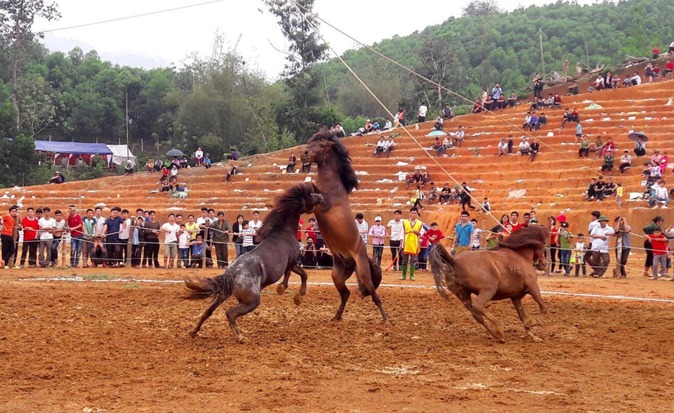 参赛战马进行角逐。越通社记者 文子 摄