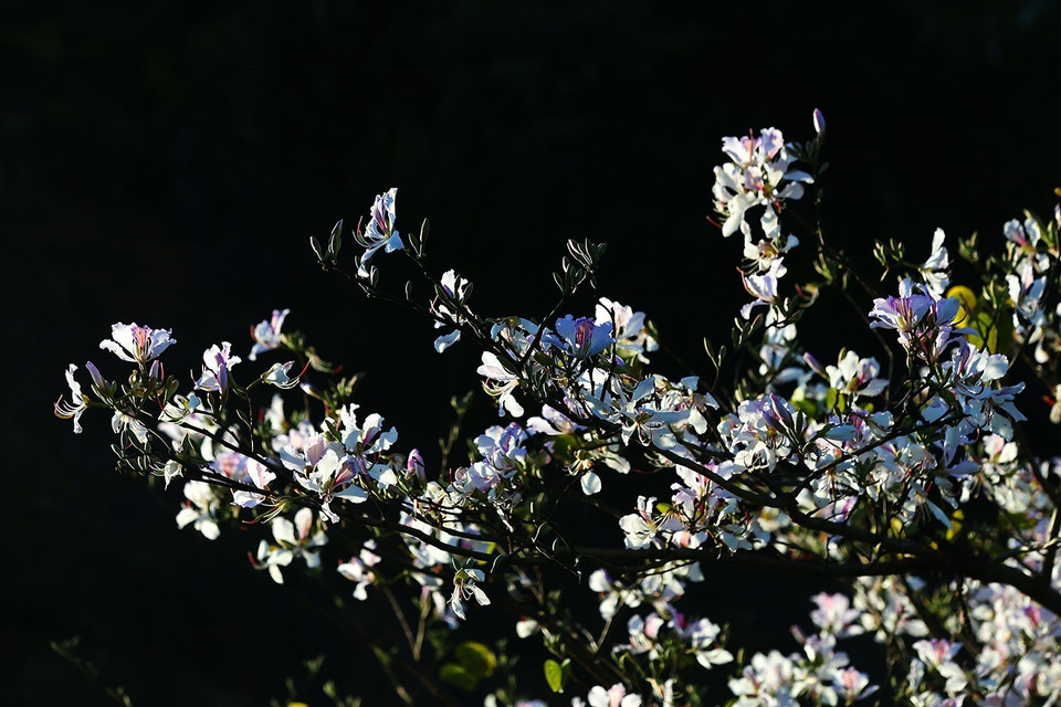 洁白的羊蹄花争奇斗艳。越通社记者 潘俊英 摄
