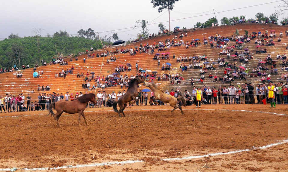 参赛战马进行角逐。越通社记者 文子 摄