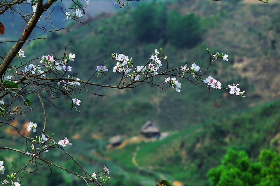 春节刚过，奠边省的羊蹄花就已悄然开放迎接春天的到来。越通社记者 潘俊英 摄