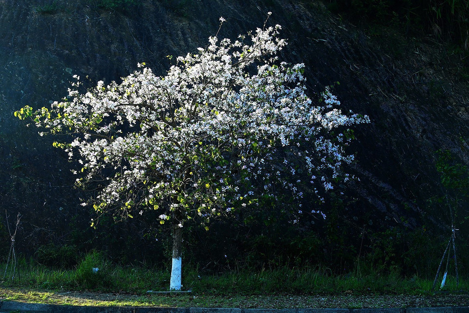 洁白的羊蹄甲花在阳光下争奇斗艳。越通社记者 潘俊英 摄。越通社记者 潘俊英 摄