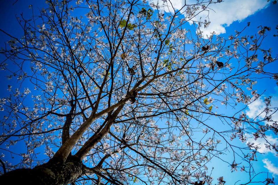 这个季节，羊蹄甲花开始盛开，红色和白色的花覆盖了奠边的大街小巷。越通社记者 ​武文勇 摄