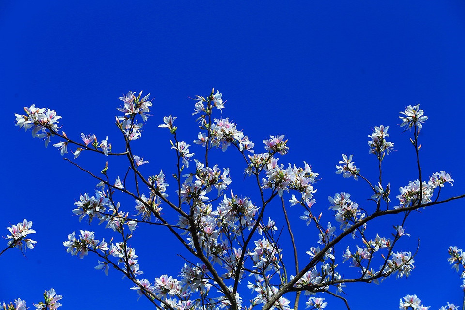 洁白的羊蹄甲花在阳光下争奇斗艳。越通社记者 潘俊英 摄。越通社记者 潘俊英 摄