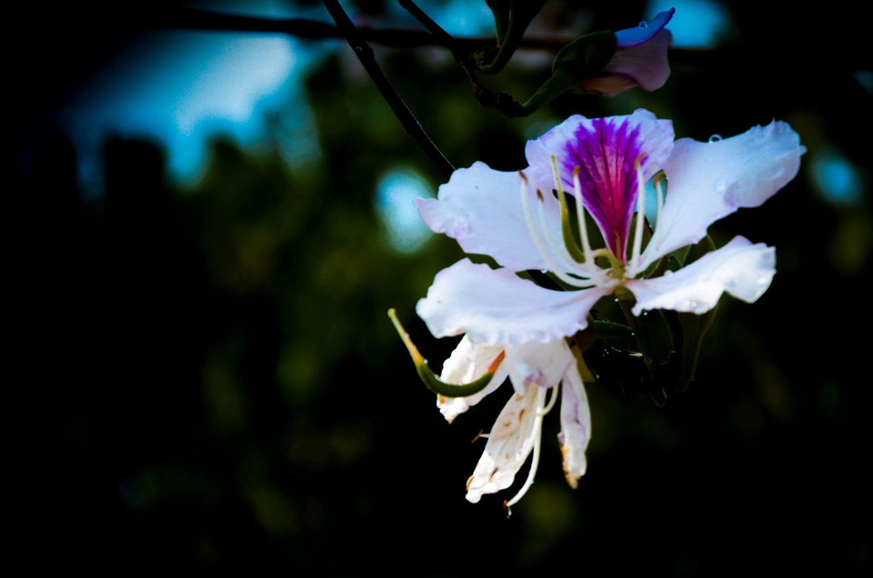 早晨，晨霜落在枝叶、草木上，冒着山区的寒冷，羊蹄甲花迎风怒放，展现出强烈的生命力。越通社记者 ​武文勇 摄