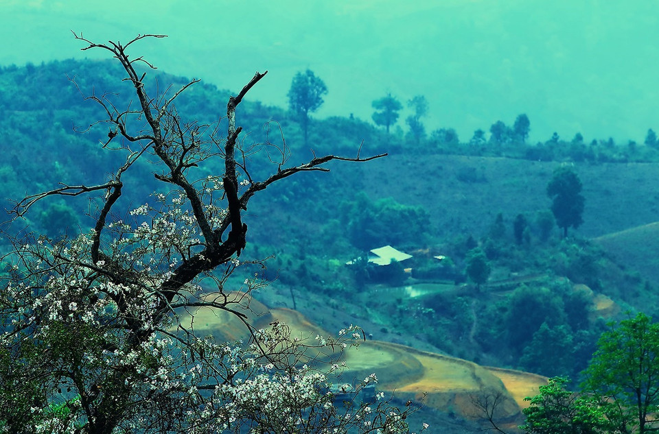 春节刚过，奠边省的羊蹄花就已悄然开放迎接春天的到来。越通社记者 潘俊英 摄