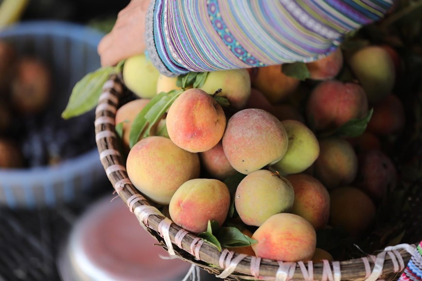 到番西邦峰观看花谷的美丽。图自越通社