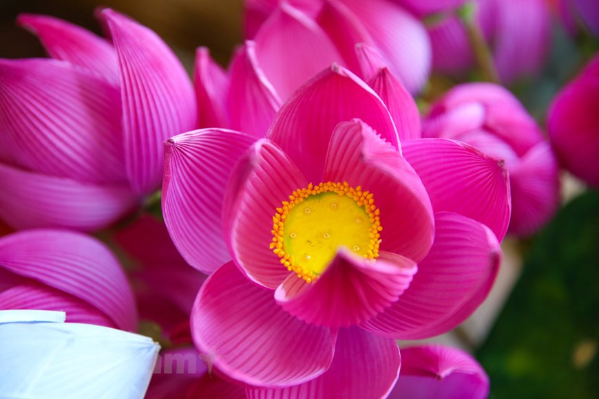 每逢春节来临，承天顺化省富旺县富戊乡青仙村到处都能看见朵朵鲜艳色彩的纸花。值得一提的是，经历数百年的时间，青仙村民仍保留并弘扬本地纸花制作的传统 手工艺，生产纸花满足顺化人和附近地区居民在春节期间对纸花的需求。诸多游客前往承天顺化省青仙纸花手工艺村探索这一传统手工艺业。图自Vietnam+