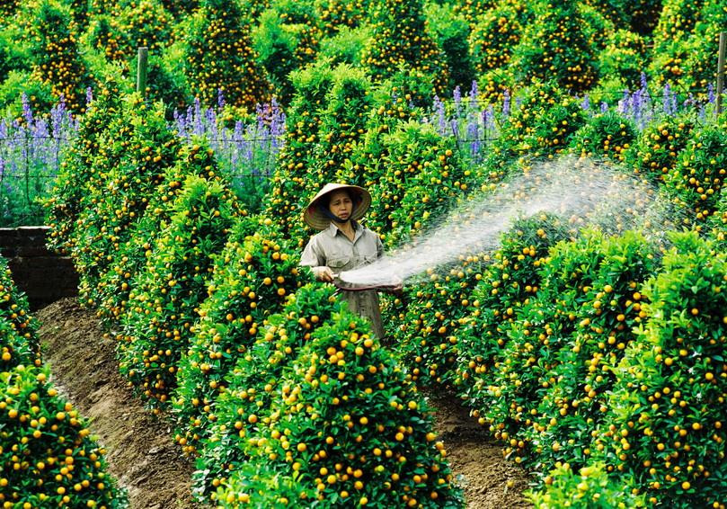 西湖郡的金桔园。图自越通社