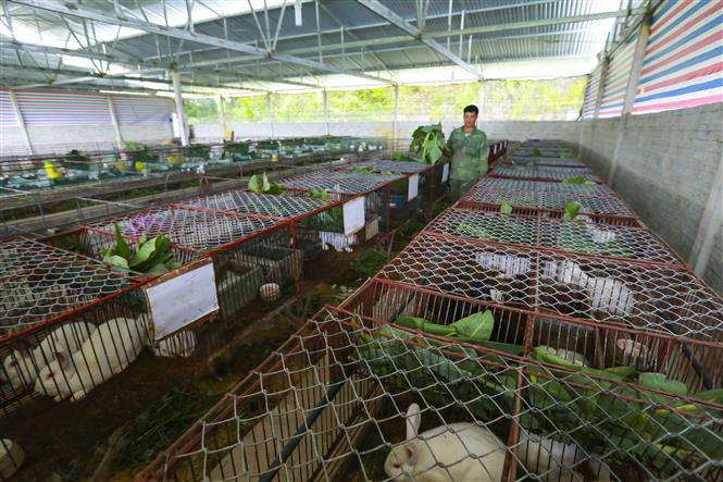 兔子养殖模式有助于提高奠边市居民的收入。图自越通社