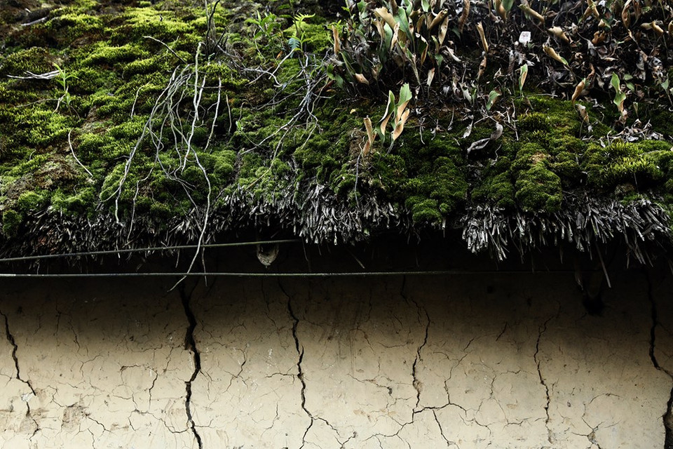 屋顶上被茂盛的苔藓全覆盖。Vietnamplus记者春梅 摄