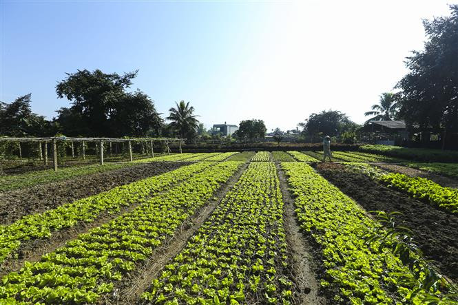 奠边市居民展开清洁蔬菜种植模式。图自越通社