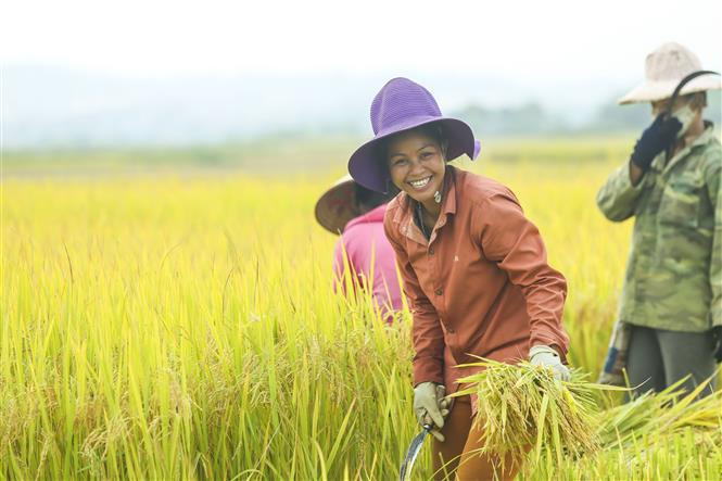 芒清田地上丰收的喜悦。图自越通社