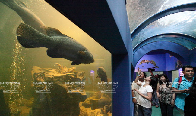 莲潭水族馆总面积为3000平方米，是6000多种水生动物栖息地。（图片来源：越通社《越南画报》）