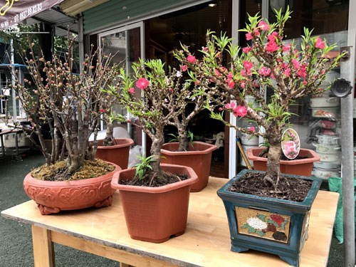 小桃花适合摆设在现代化的房屋空间。（图片来源：人民军队报网）