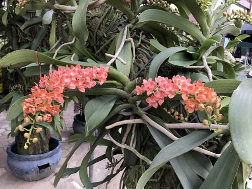 富有吸引力的各种兰花。（图片来源：人民军队报网）