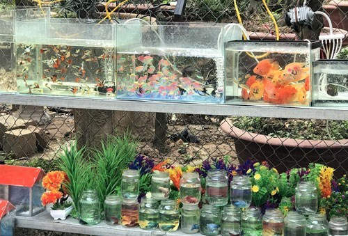 春节花卉集市还卖观赏鱼。（图片来源：人民军队报网）