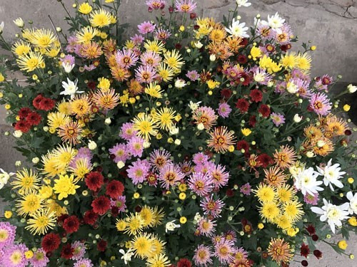 灿烂夺目的菊花。（图片来源：人民军队报网）