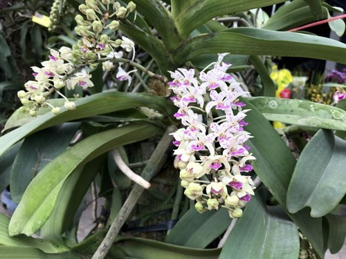 美丽无穷的兰花。（图片来源：人民军队报网）