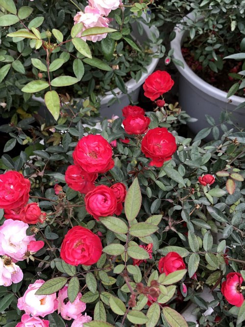 骄傲的玫瑰。（图片来源：人民军队报网）