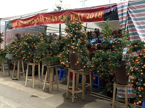 春节观赏的各种桔子。（图片来源：人民军队报网）