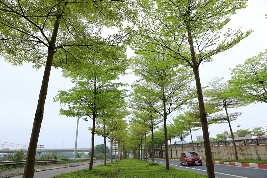 “新活力”图片集中的一个作品。图自越通社