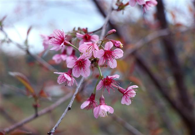 美丽的野桃花。越通社记者春进 摄