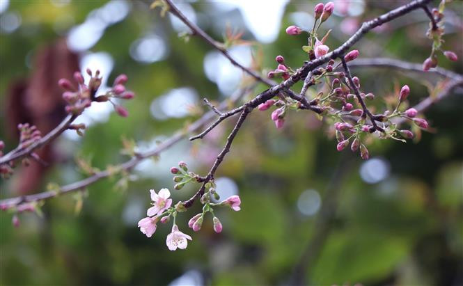  野桃花象征着欢乐与希望。越通社记者春进 摄