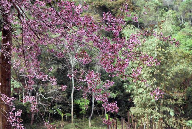  在这漫山的花丛中，放飞自己的心情，感受大自然的美，无疑是不可错过的风景。越通社记者春进 摄