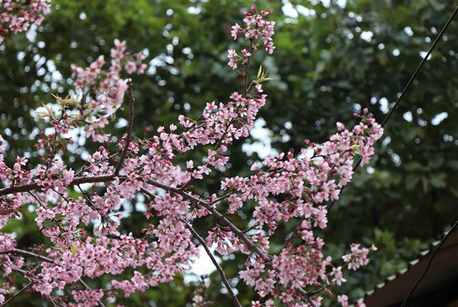 野桃花开的粉红，如梦如幻！越通社记者春进 摄
