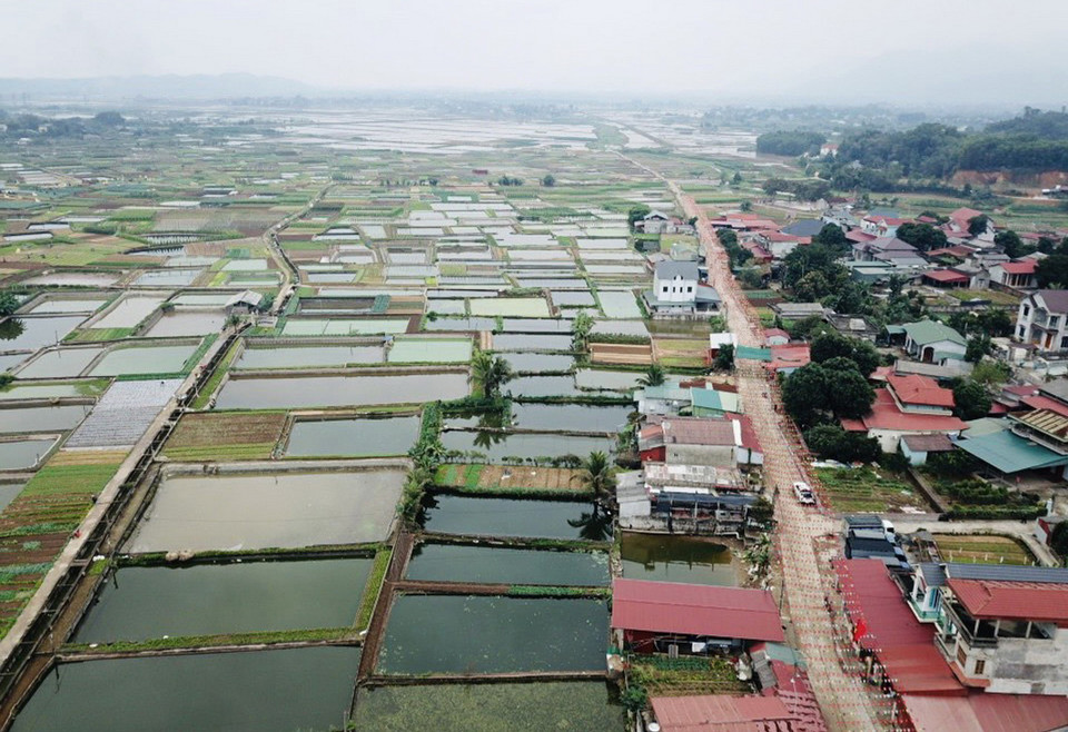 截至目前，该村红鲤鱼养殖总面积约50公顷，年均收获产量150吨。图自越通社