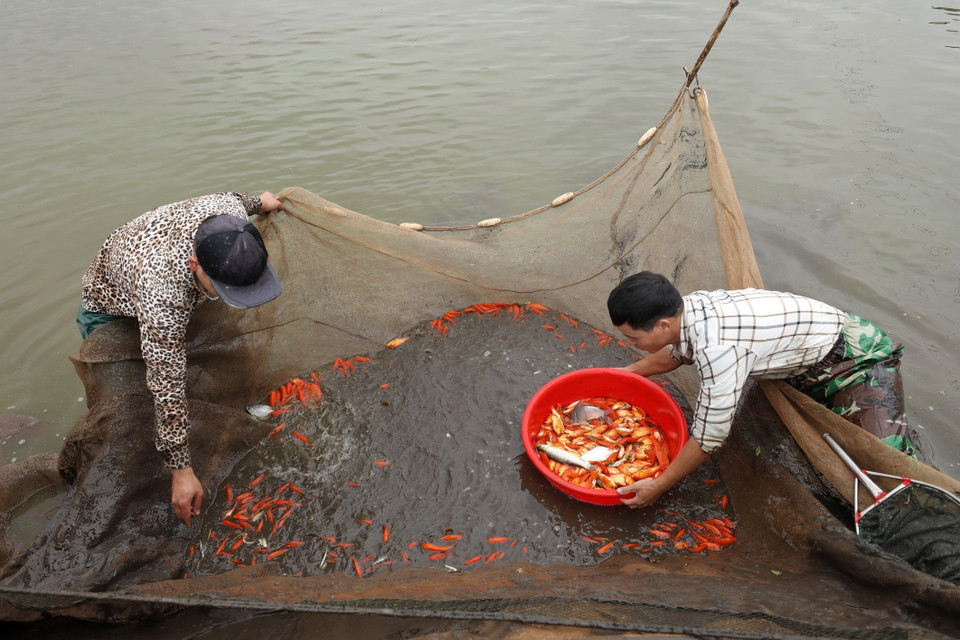 几天来，水沉村人们将池塘水抽干，并准备将红鲤鱼出售到全国各地。图自越通社 