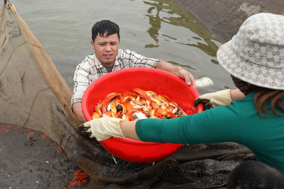 多年来，水沉村红鲤鱼已闻名远近。图自越通社 