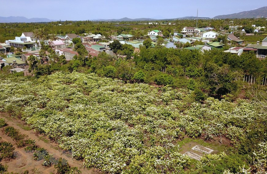 白色的咖啡花海给波来古山区小镇披上新衣。越通社记者 成大 摄
