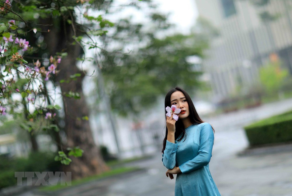 开得如火如荼的羊蹄甲花成为2月份到河内旅游时游客不可错过的美景。越通社记者 日安 摄