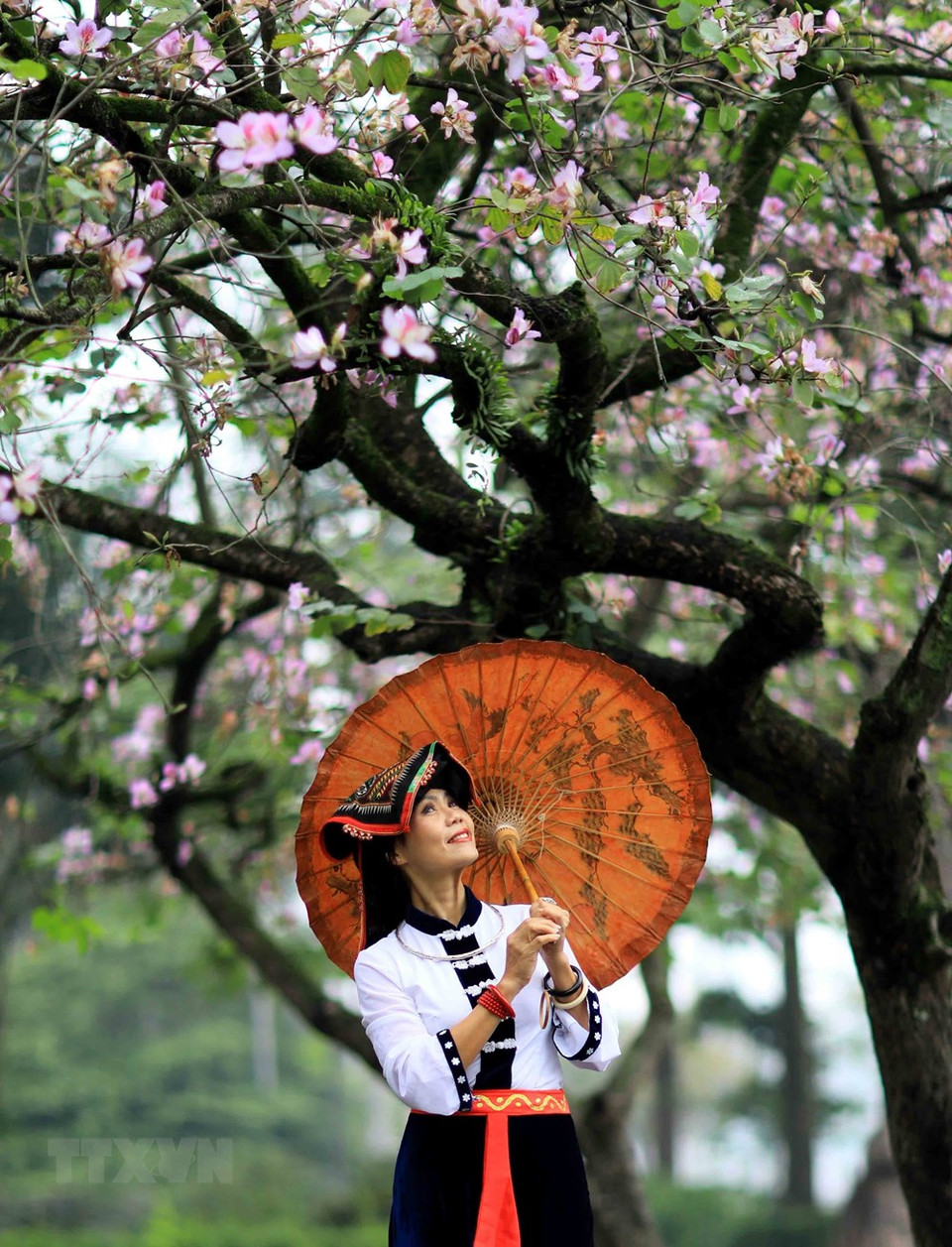 今年的羊蹄甲花比去年早开2-3周。越通社记者 日安 摄