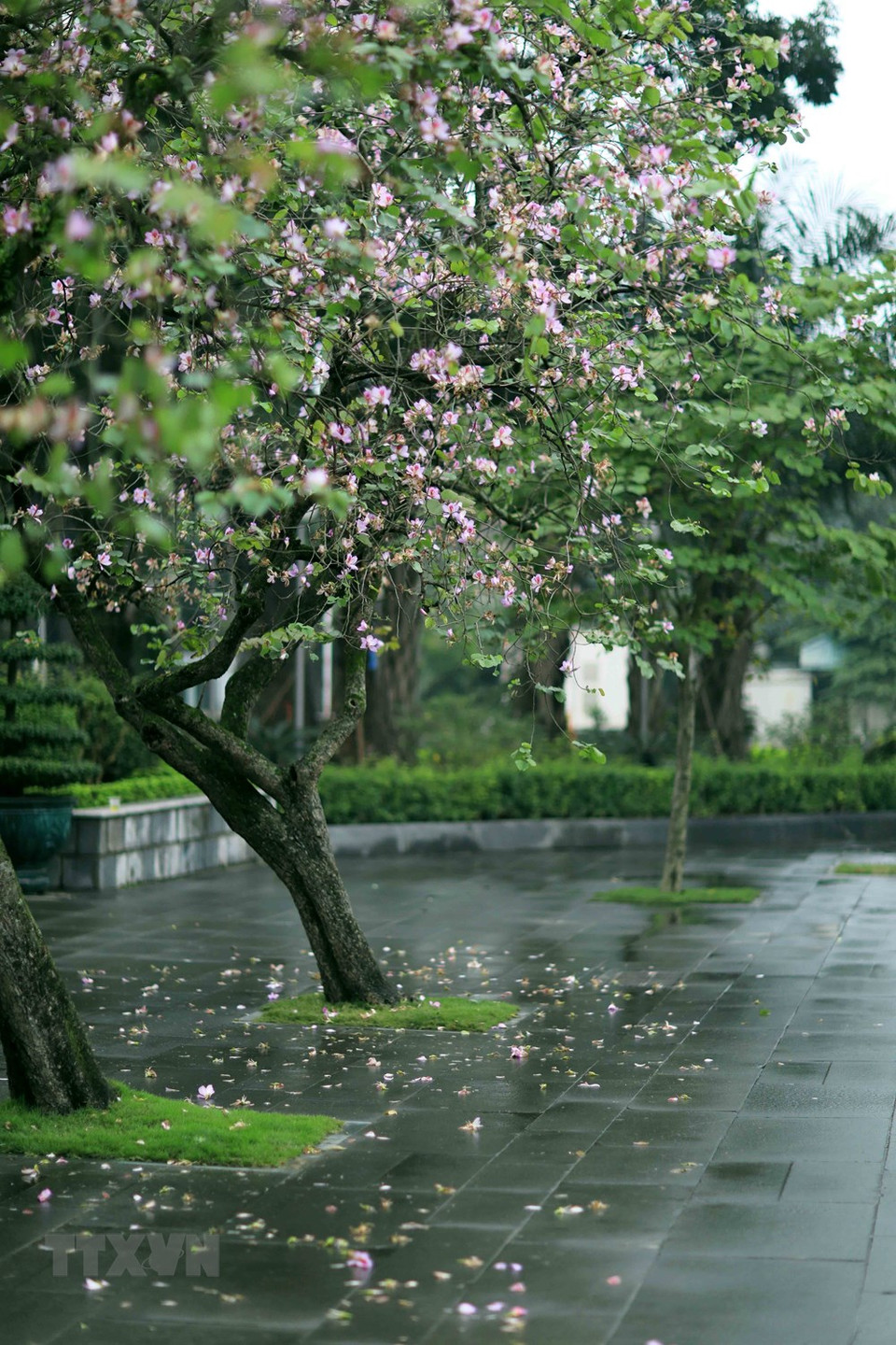 羊蹄甲花总是给人以舒适安逸的感觉。越通社记者 日安 摄