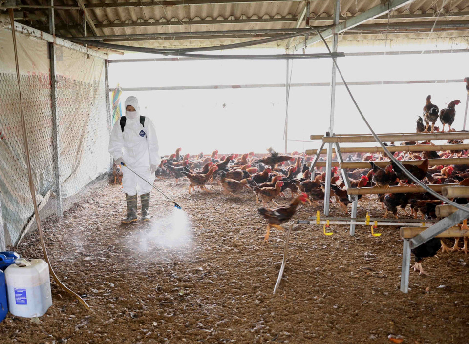 兽医人员喷洒消毒剂，为海阳省锦江县锦江19•5村农民的养鸡棚进行消毒杀菌。越通社记者 武生 摄