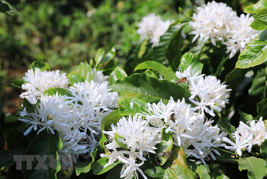 白色咖啡花散发着甜美的香气。越通社记者 成大 摄