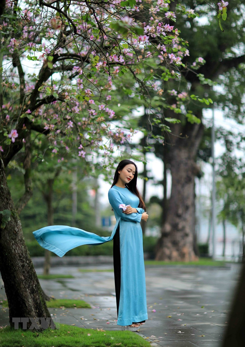 河内北山街上一排排花开满枝的羊蹄甲树。越通社记者 日安 摄