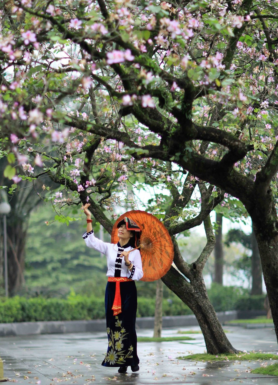 很多人选择穿上民族服装并与羊蹄甲花拍照留念。越通社记者 日安 摄